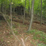 Fallen Trees are also Pretty