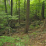 More Trees and Rocks