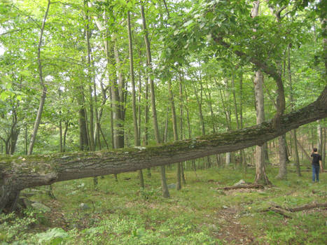 Fallen Tree