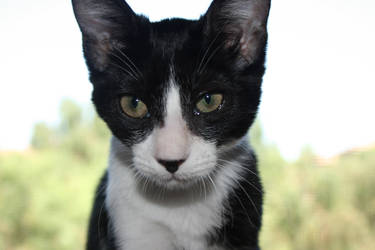 Millie the black and white foster kitten 6