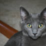 Gracie the unofficial russian blue rescue kitty 14