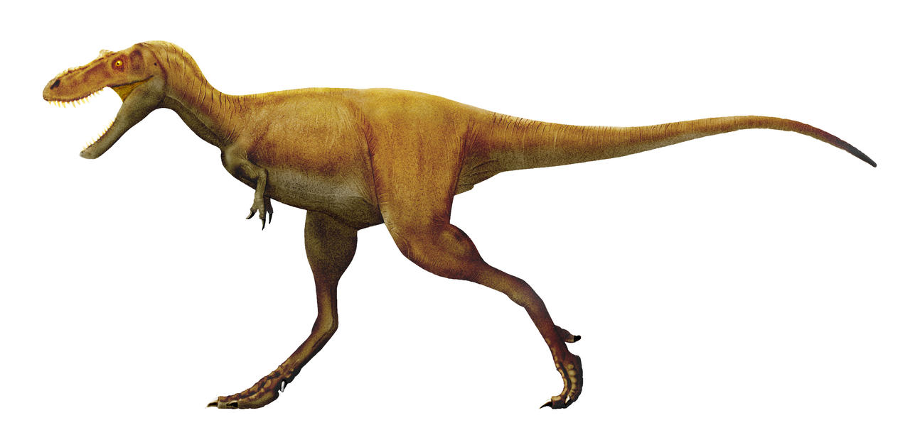 Gorgosaurus