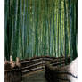 Bamboo Forest