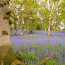 The Last Bluebells