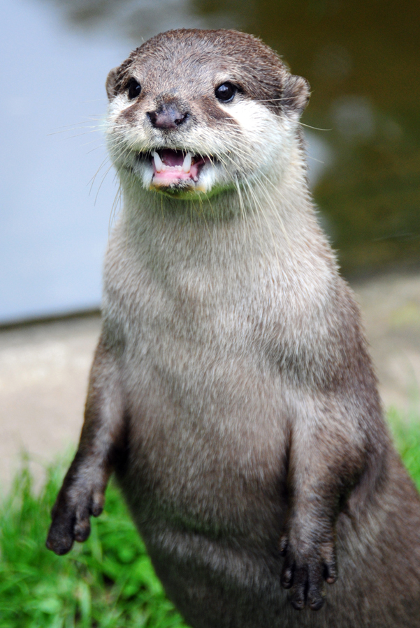 Moody Otter