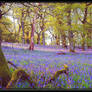 BLUEBELL WOODS