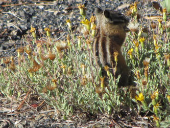 Chipmunk