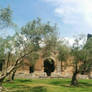 Trees and Ruins in Italy