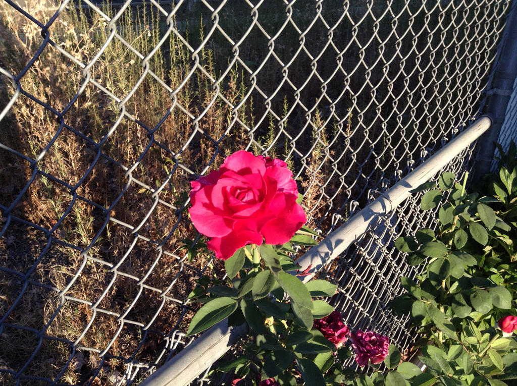 Random rose from my front yard by mewmewcupake on DeviantArt