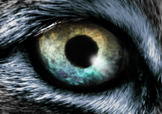 Eye of the Wolf