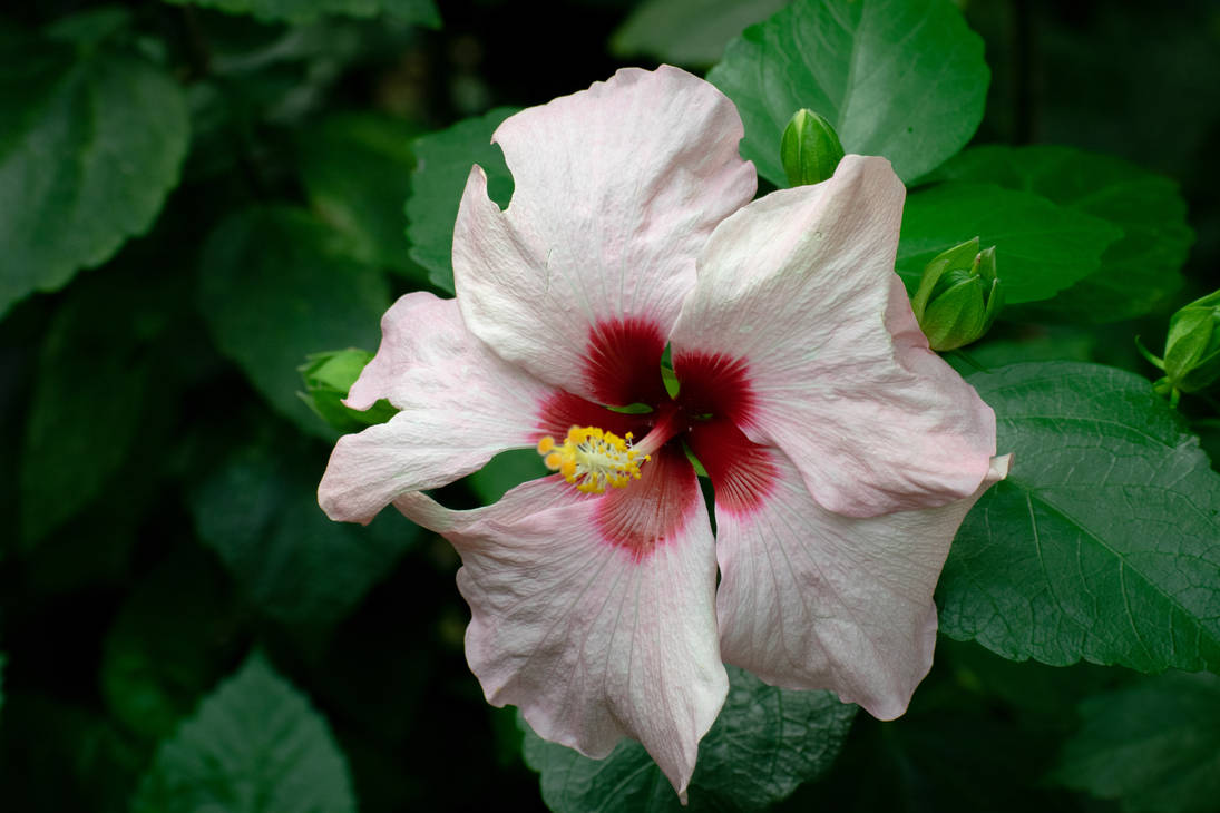 Hibiscus by 0DorotaM0 on DeviantArt