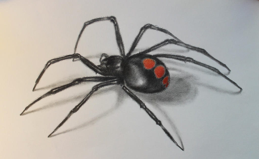 wallpapers Black Widow Spider Drawing juvenile black widow spider drawing in