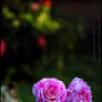 Pink roses 2