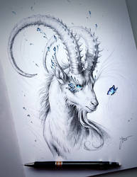 Capricorn