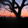 Sunset and Tree 2