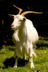 A white irish goat by camaro-30 A white irish goat by camaro-30