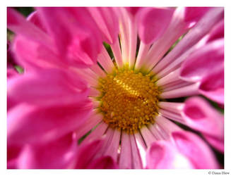 pinwheel flower