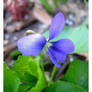 blue flower butterfly