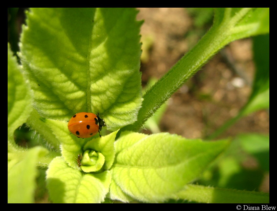 ladybug and the ant