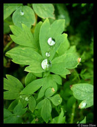 after the rain