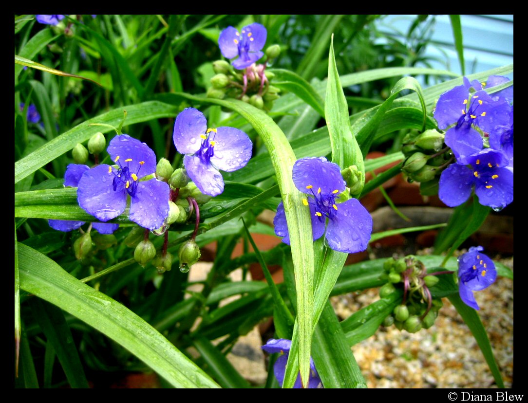 purple flowers