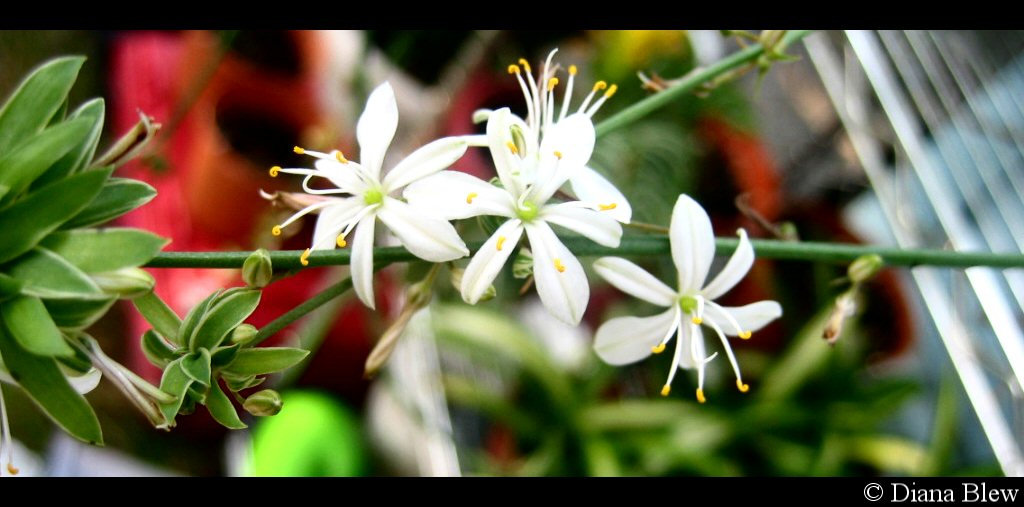 white flowers