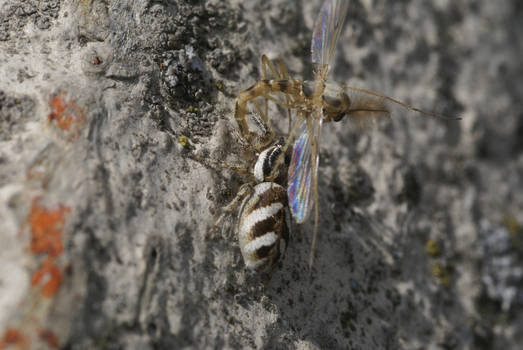 Little Spiders Meal