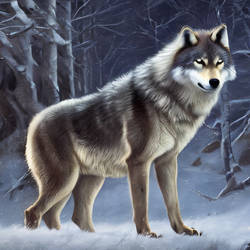 Grey wolf