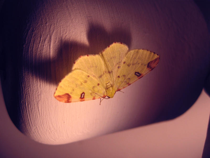 Brimstone Moth by RobNoah on DeviantArt
