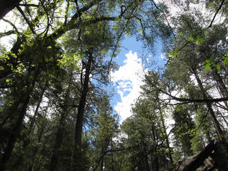 Marshall Gulch Trail 5