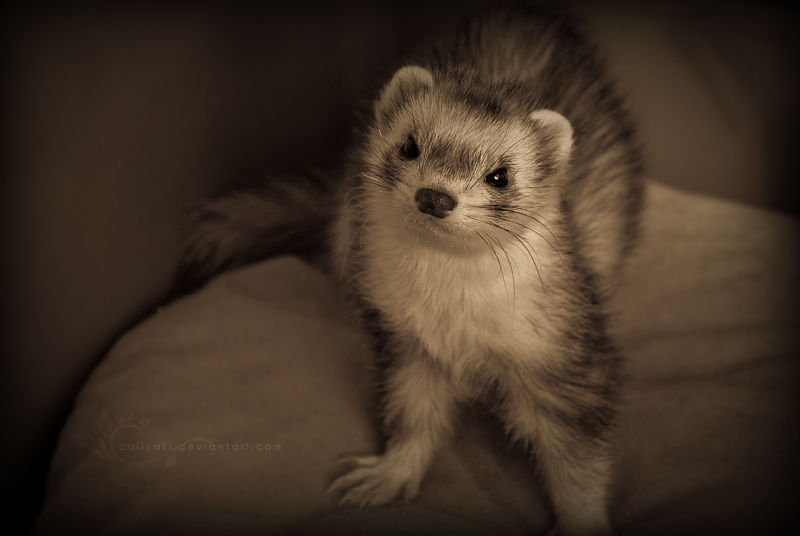 Fancy Ferret by Caliyaki on DeviantArt