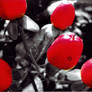 Red Berrys Photoshoped