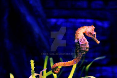 Sea Horse 1