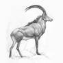 Sketch - Sable Antelope