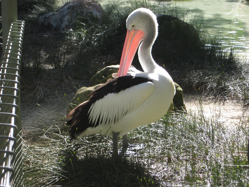 Pelican by ClowderOrigins Pelican by ClowderOrigins