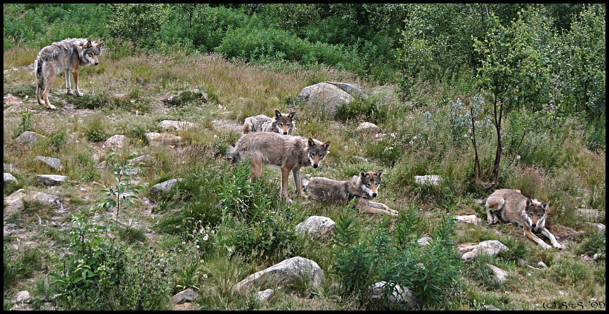 Langedrag Wolf Pack