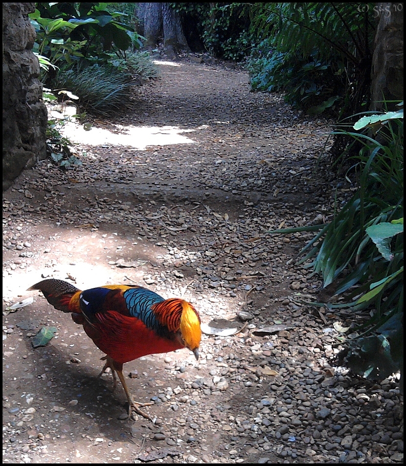 UK trip '10 - Abbotsbury 11