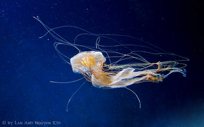 Aquarium Zoo Berlin