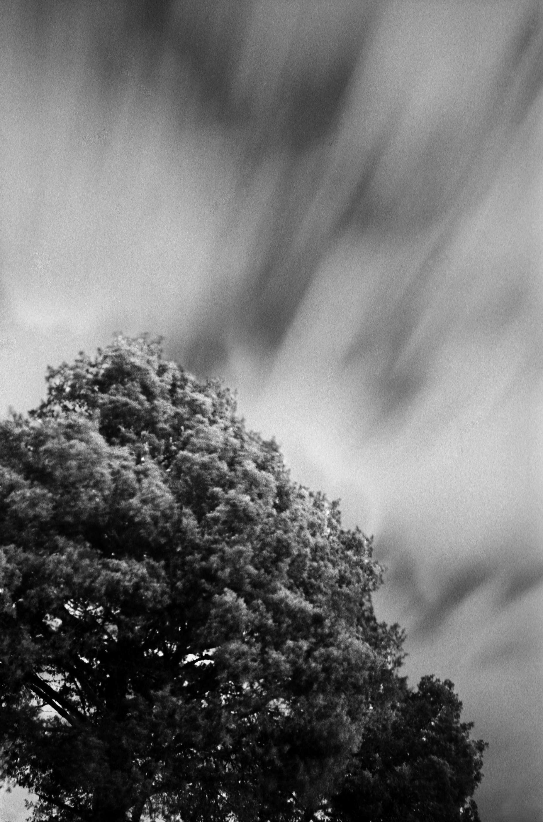 Cemetery Tree