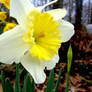 Daffodil 5