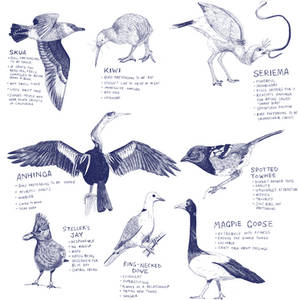 Yet more bird sketches