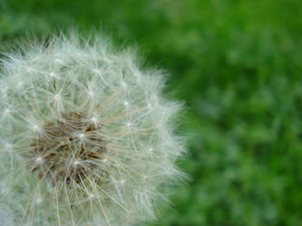 fluffy white