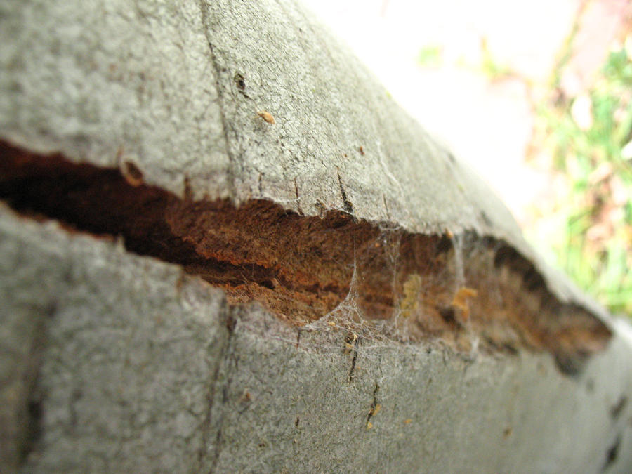 Tearing at the Seams by LexiLuWho on DeviantArt