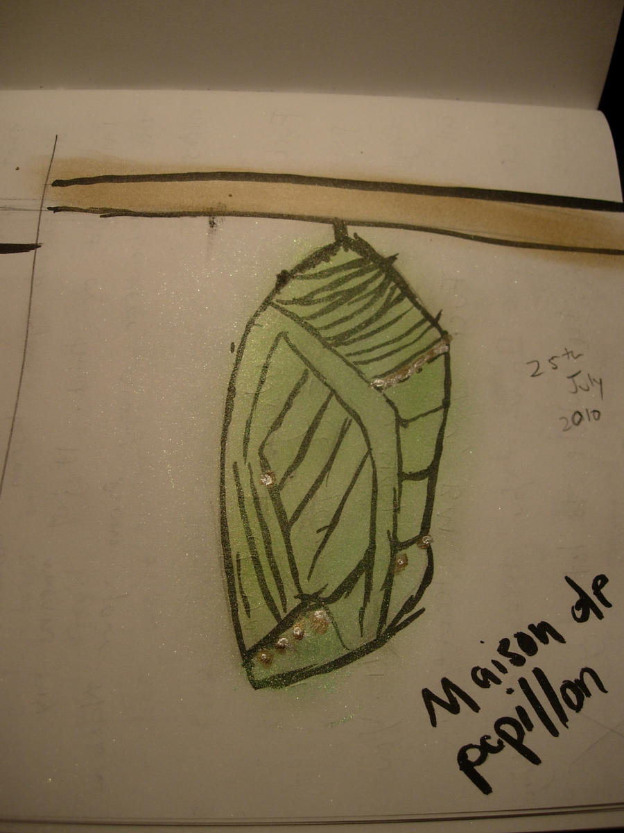 chrysalis of a monarch butterf