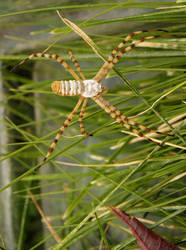 Banded Garden Spider