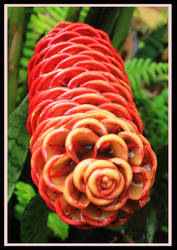 Torch Flower