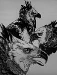 Harpy Eagles by GreyDragonne