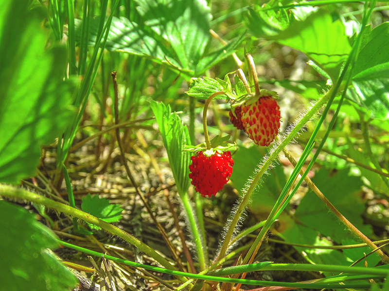 Green + red