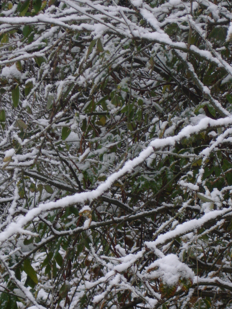 snowy branches