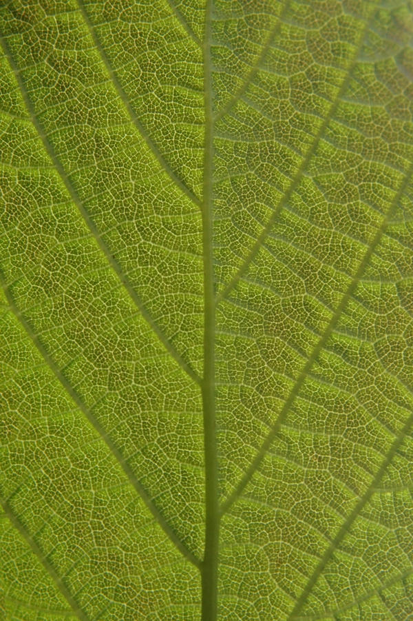 Leaf Texture